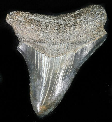 Serrated, Juvenile Megalodon Tooth #48201